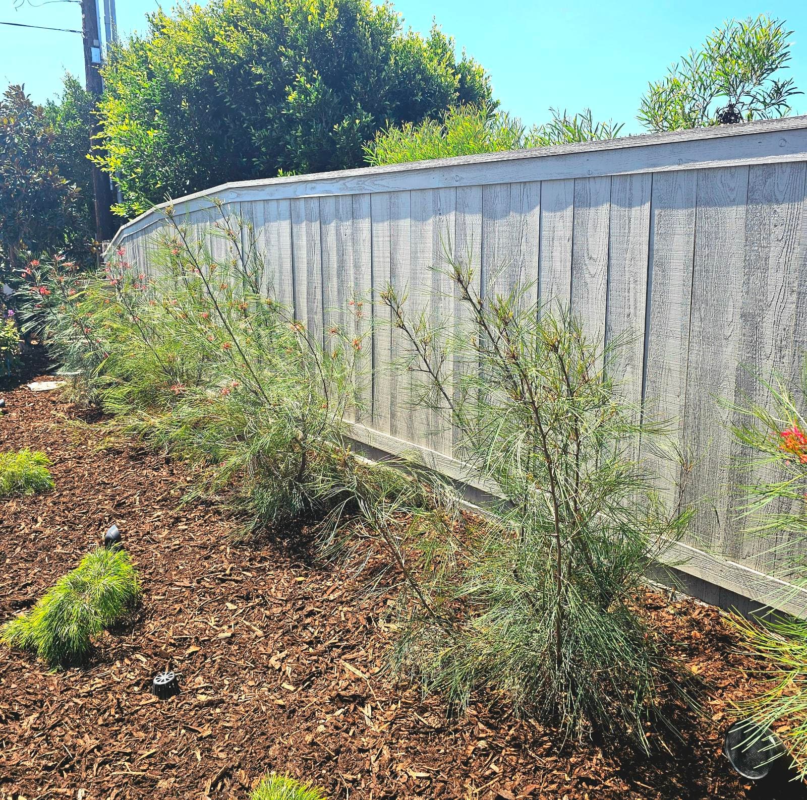 Revitalize and Protect: Expert Fence Staining image